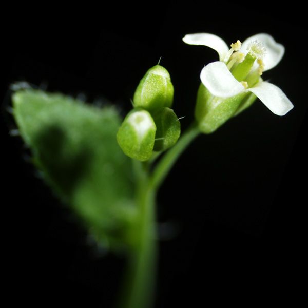 Flor arabidopsis thaliana
