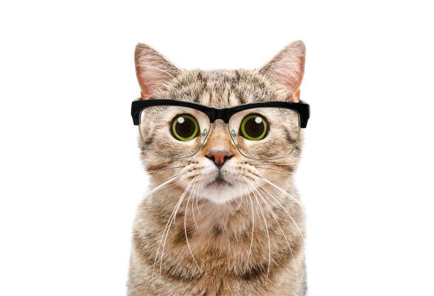 Imagen Principal de la actividad