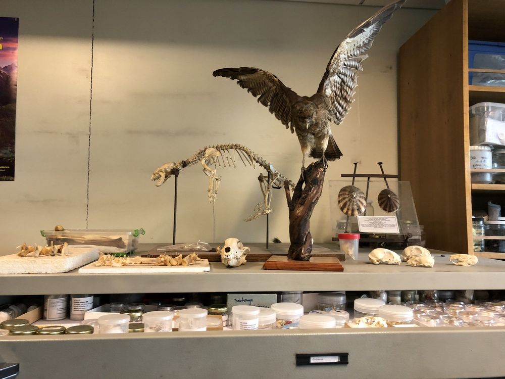 Colección Flora y Fauna Profesor Patricio Sánchez