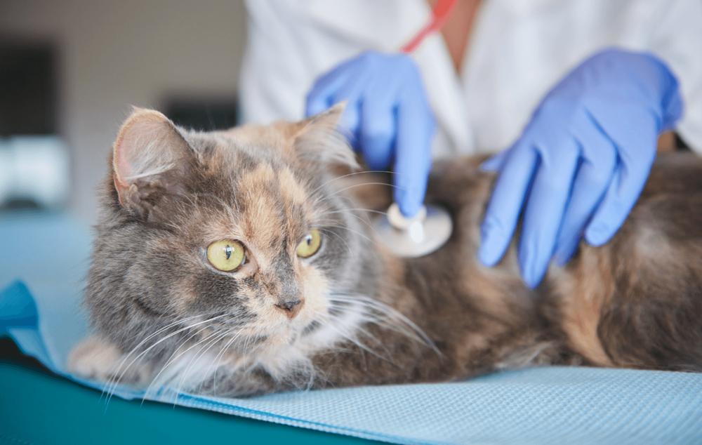 Imagen Principal de la actividad