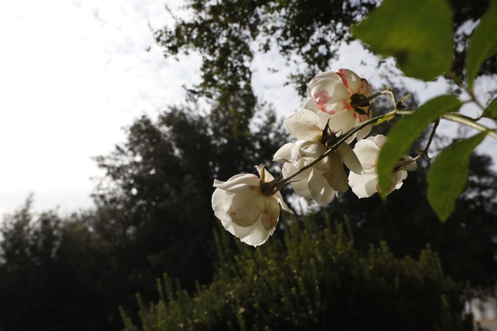Detalle de flor en Campus San Joaquín