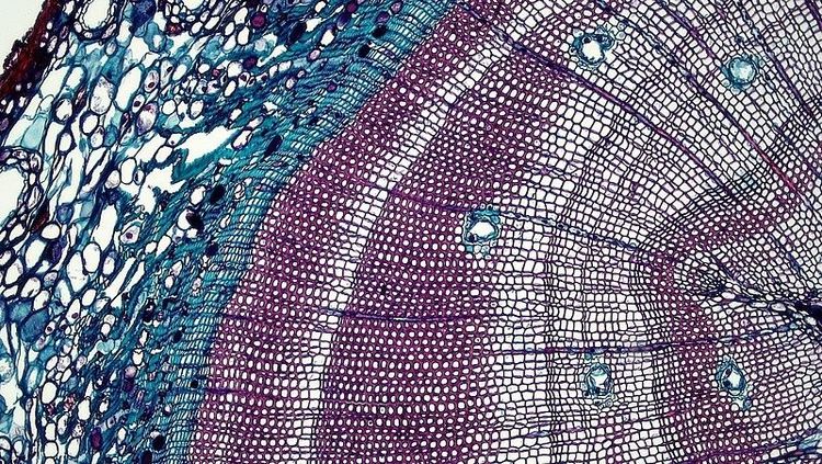 Imagen Principal de la actividad