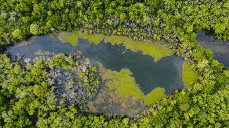 Vista general, desde arriba, de un bosque con una laguna con musgos en el medio. Hay mucha vegetación verde.