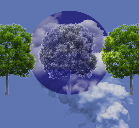 Sobre una imagen de humo hay un círculo azul semi transparente. Encima hay tres árboles.